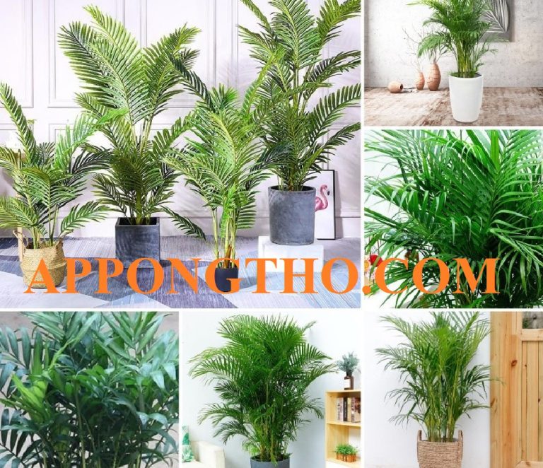 Cây Cau Giống Là Gì? 5 Cách Ươm Cau Giống Nhanh, Hiệu Quả