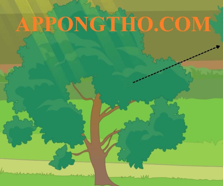 Cấu Tạo Của khí khổng Nguyên Lý Hoạt Động & Ứng Dụng Đời Sống