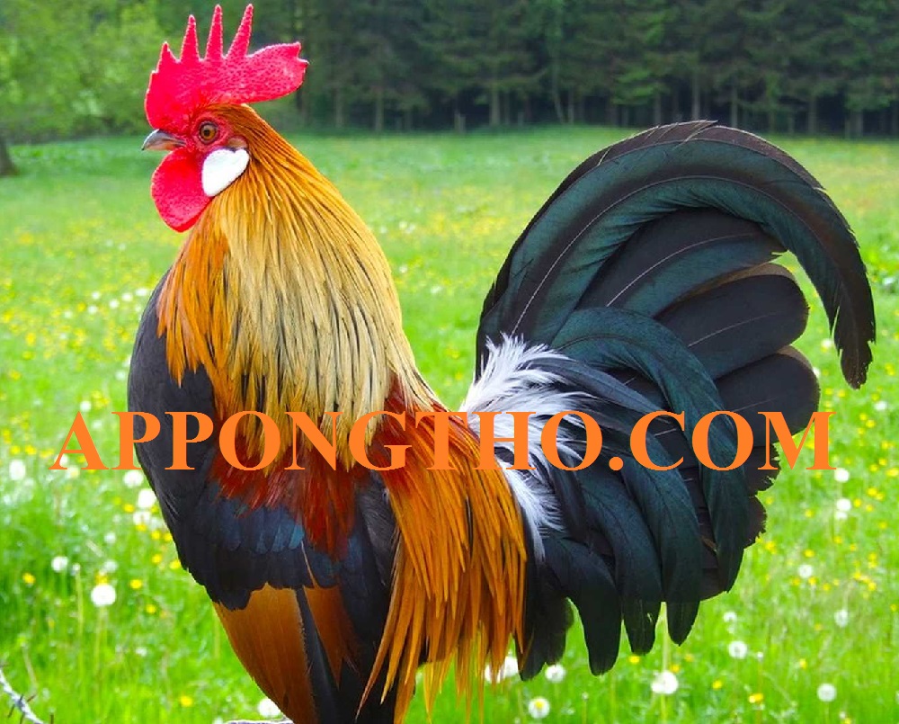4. Gà Lục Đinh