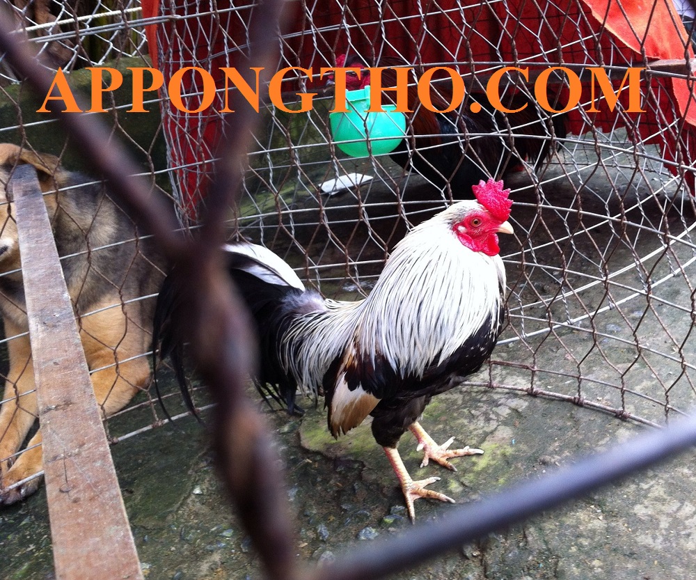 Tốp 35 loài gà thần kê nổi tiếng