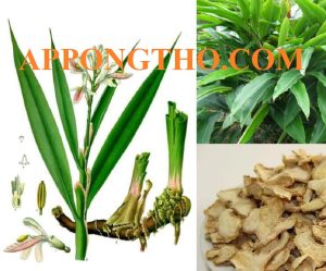 Cách Ươm Trồng 11 Loài Gừng Tại Việt Nam Đúng Quy Trình