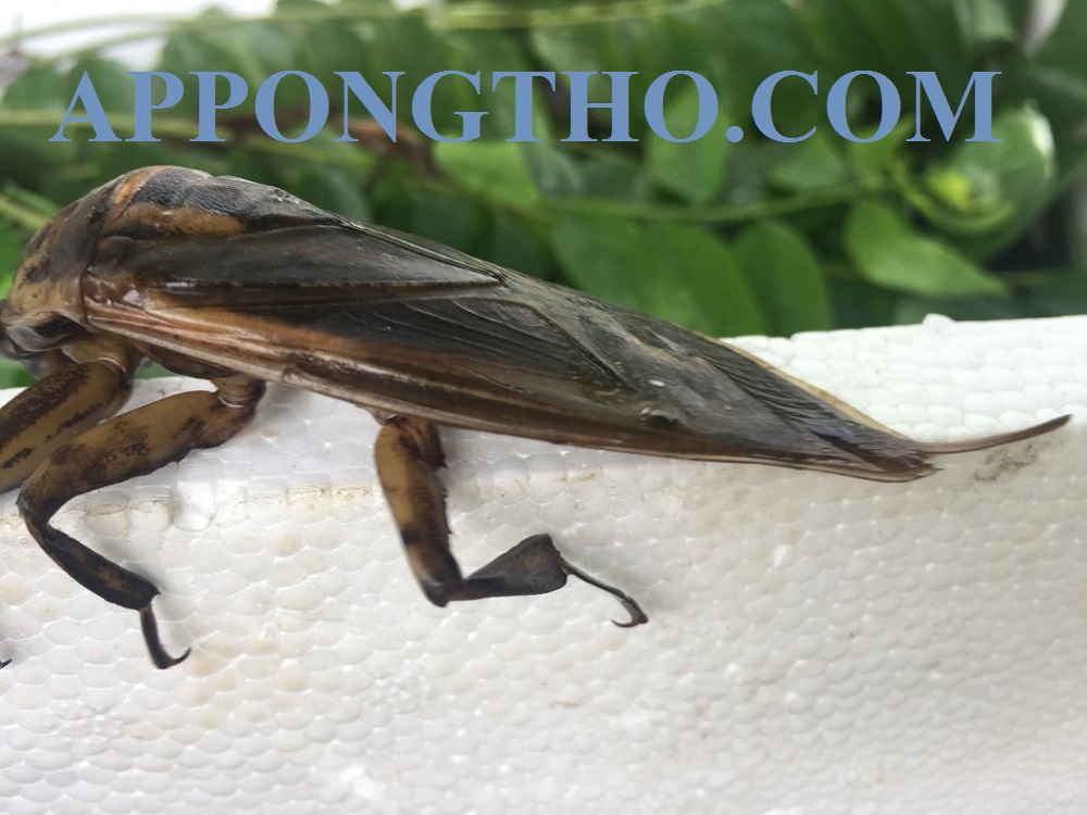 12. Cà cuống có tác dụng gì trong y học cổ truyền?