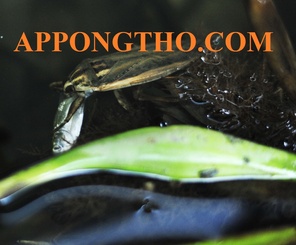 FAQ Hỏi đáp về nuôi cà cuống