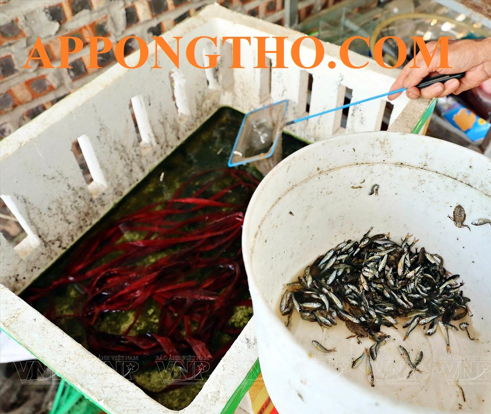 Lưu ý khi nuôi cà cuống