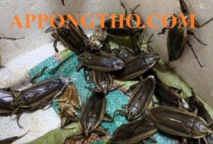 Quy Trình Nuôi Cà Cuống Chuẩn An Toàn Chi Phí Thấp Lãi Cao