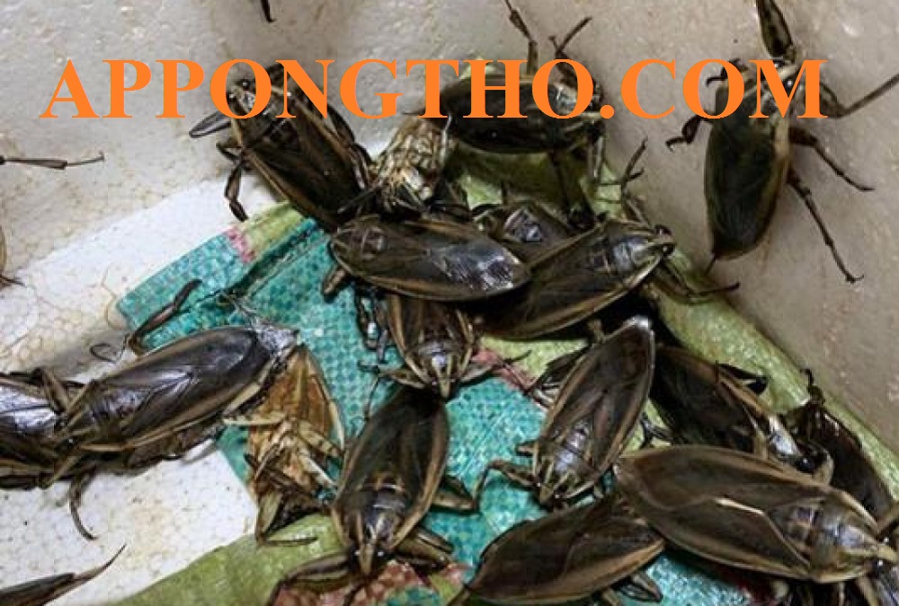 Quy Trình Nuôi Cà Cuống Chuẩn An Toàn Chi Phí Thấp Lãi Cao