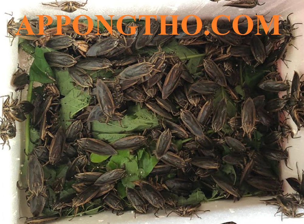 Quy trình nuôi cà cuống chuẩn an toàn