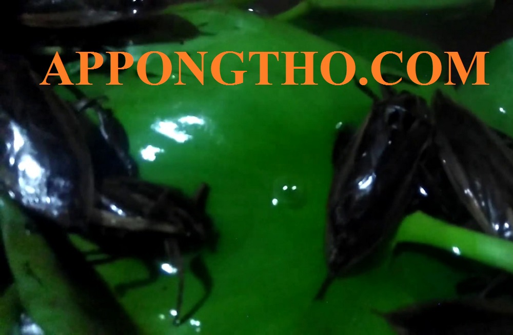 Thị trường xuất khẩu cà cuống