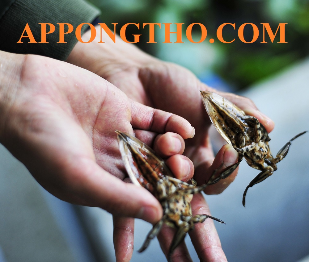 Ứng dụng chăn nuôi cà cuống