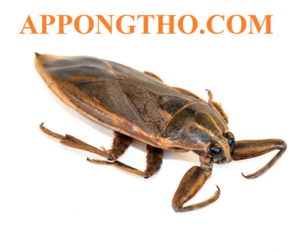 Cà cuống là gì?