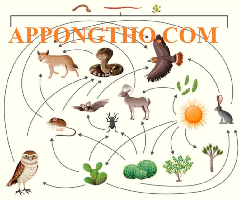 40 Loài Sinh Vật Tiêu Thụ Bậc 2 Trao Đổi Chất Trong Hệ Sinh Thái