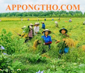 150+ Stt Nông Dân Thả Thính Cap Hài Hước, Vui Nhộn, Chất Lừ