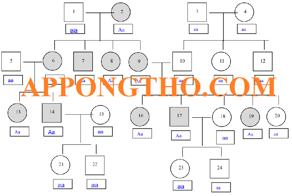 Sơ Đồ Phả Hệ Là Gì? Cách Vẽ Sơ Đồ Phả Hệ Trong Word