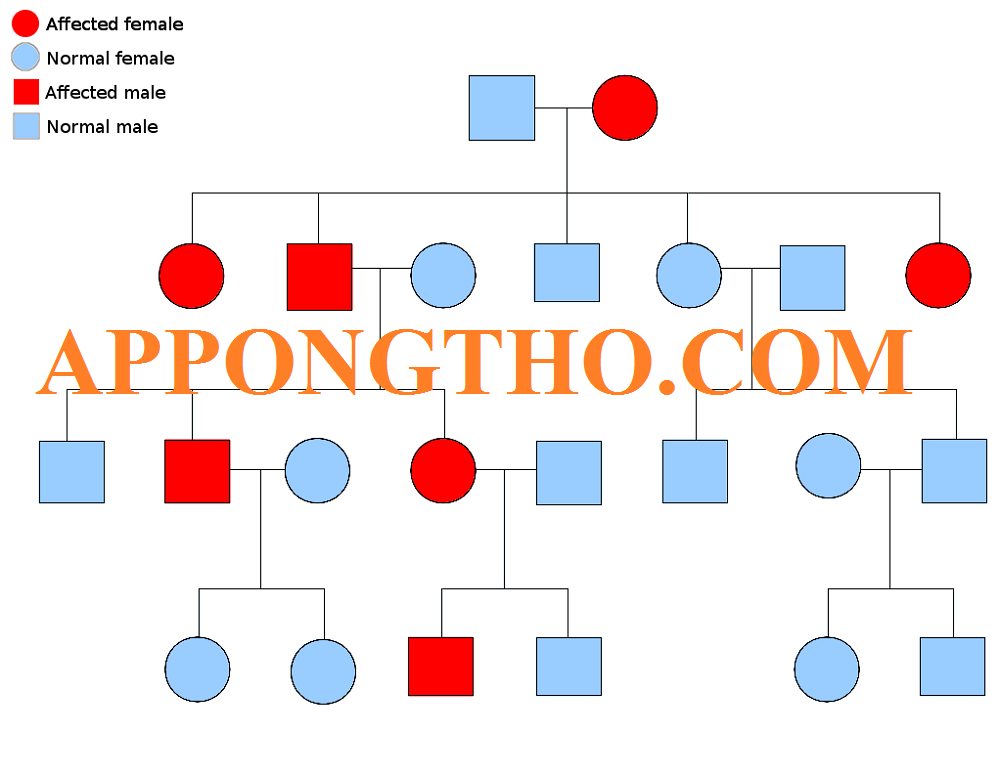 Sơ Đồ Phả Hệ Là Gì? Cách Vẽ Sơ Đồ Phả Hệ Trong Word