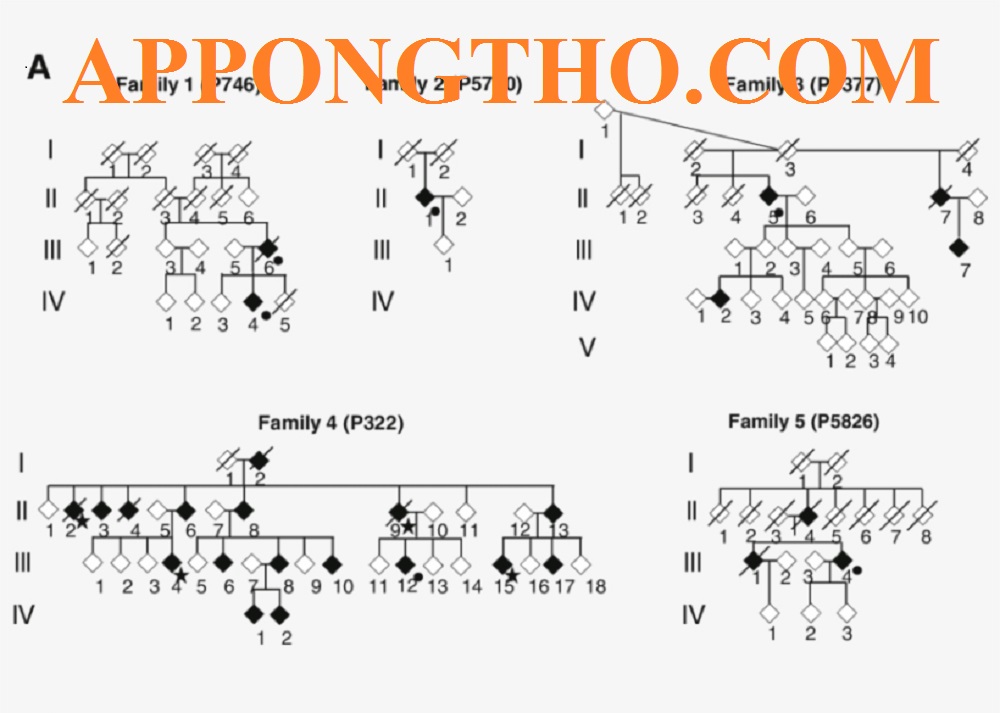 Sơ Đồ Phả Hệ Là Gì? Cách Vẽ Sơ Đồ Phả Hệ Trong Word