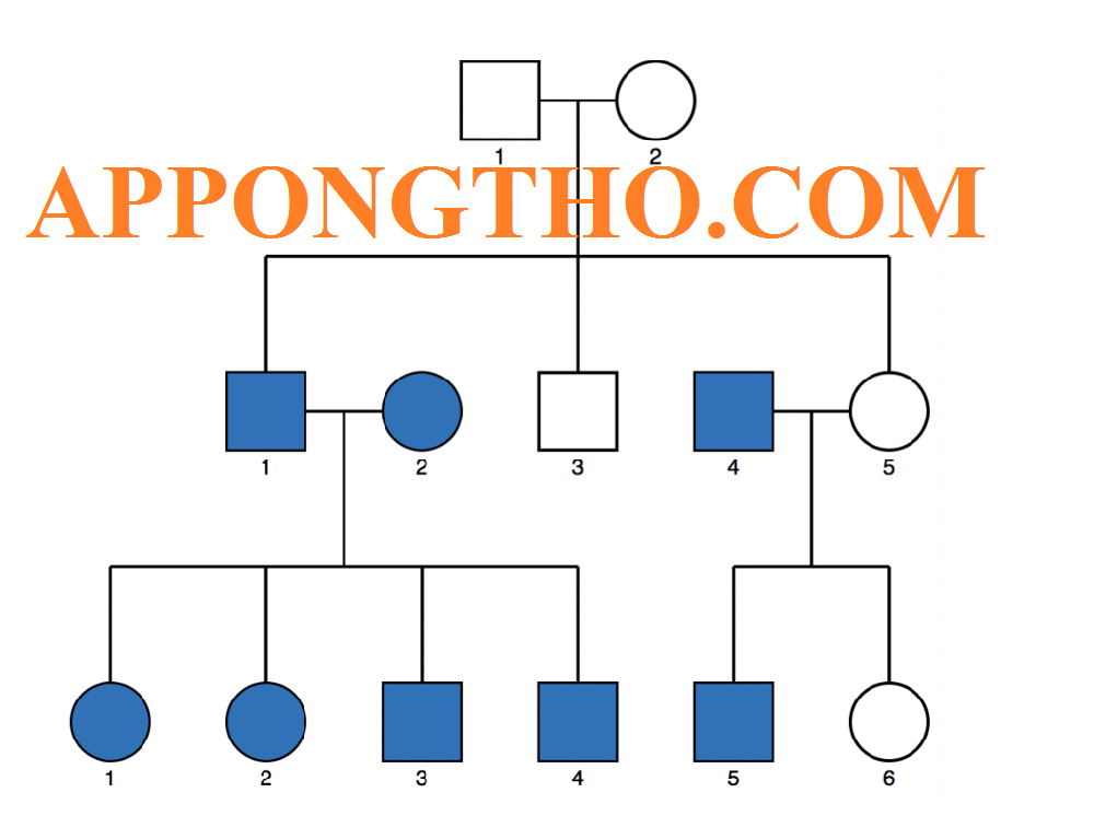 Sơ Đồ Phả Hệ Là Gì? Cách Vẽ Sơ Đồ Phả Hệ Trong Word