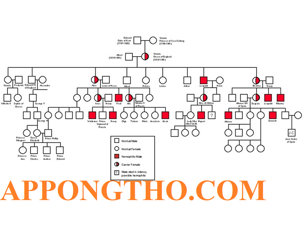 Sơ Đồ Phả Hệ Là Gì? Cách Vẽ Sơ Đồ Phả Hệ Trong Word