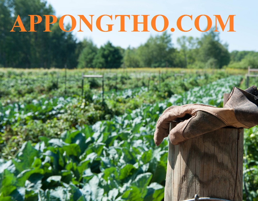 Xưởng sản xuất ngũ cốc